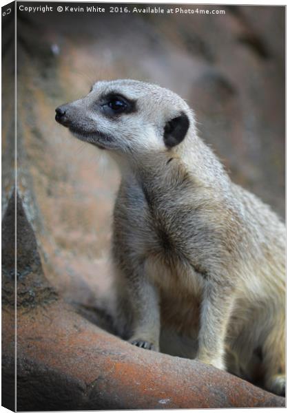 Meerkat on guard Canvas Print by Kevin White