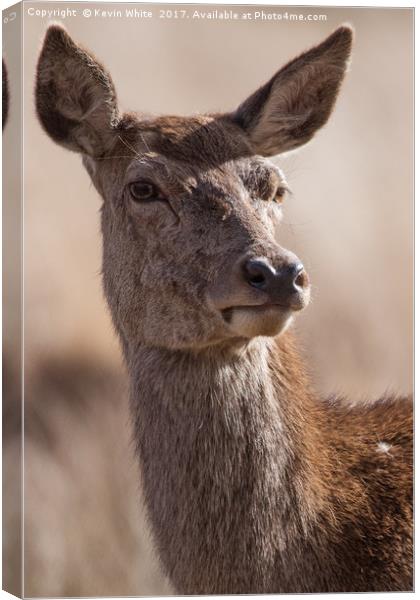 Deer close up Canvas Print by Kevin White