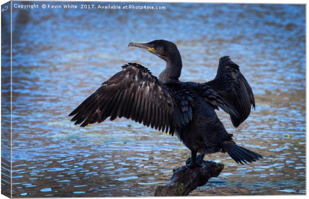 Cormorant spreading wings Canvas Print by Kevin White
