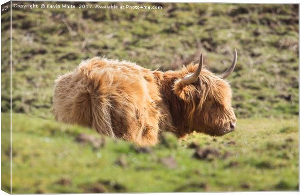 Highland Cow Canvas Print by Kevin White