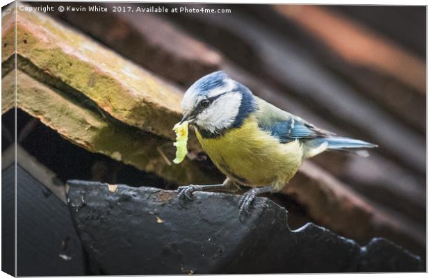 Blue Tit nesting in shed Canvas Print by Kevin White