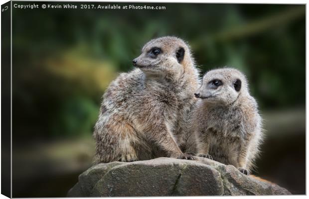 Meerkats sharing guard duty Canvas Print by Kevin White