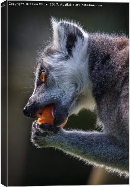 Lemur having lunch Canvas Print by Kevin White