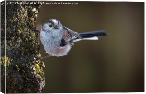 Long tailed tit Canvas Print by Kevin White