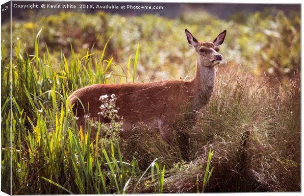 Young Deer sheltering from the sun Canvas Print by Kevin White