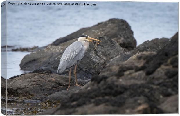 Heron fishing on beach Canvas Print by Kevin White