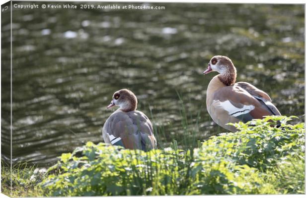 Egyptian goose Canvas Print by Kevin White