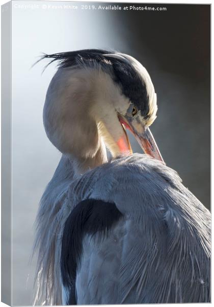 Backlit grey heron Canvas Print by Kevin White
