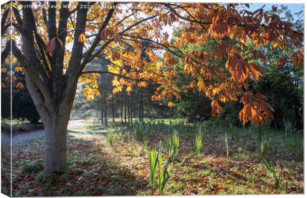 Autumn low light Canvas Print by Kevin White