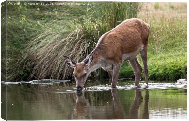 Young Deer Canvas Print by Kevin White