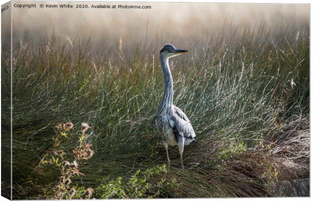 Heron on guard Canvas Print by Kevin White