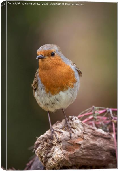 Redbreast Robin Canvas Print by Kevin White
