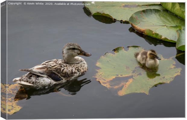 Duck with chick Canvas Print by Kevin White