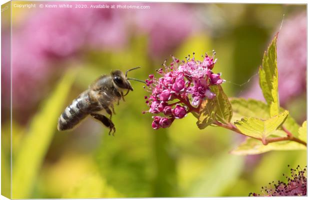 Honey bee about to get a feast Canvas Print by Kevin White