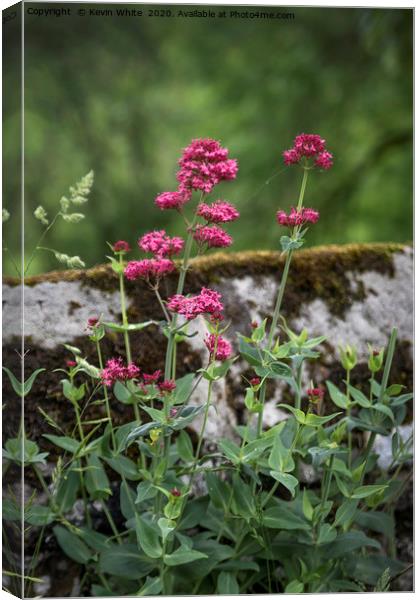 Wild flowers growing on old wall Canvas Print by Kevin White