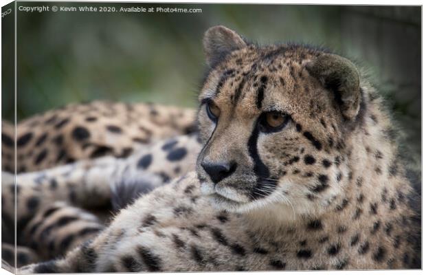 Cheetah sitting down  Canvas Print by Kevin White