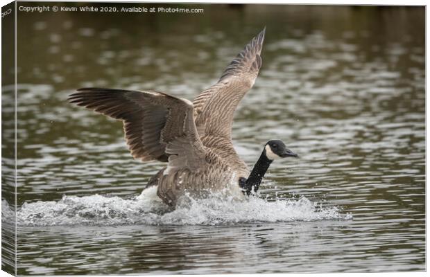 Canada goose Canvas Print by Kevin White