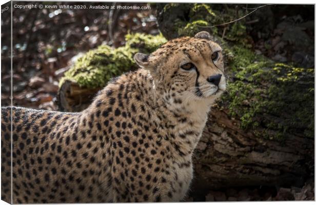 Cheetah has spotted something Canvas Print by Kevin White