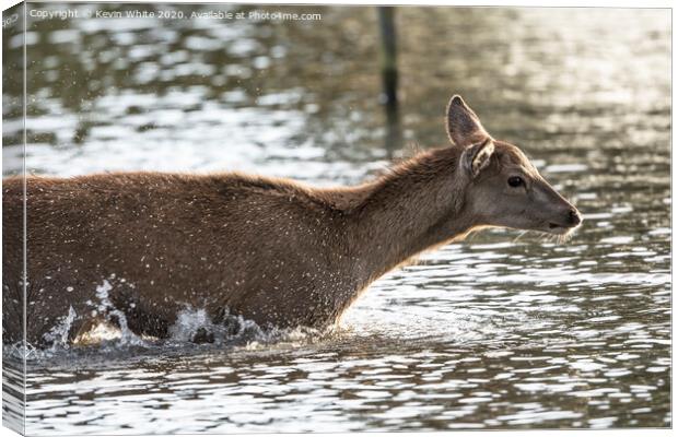 Young deer enjoying a splash Canvas Print by Kevin White