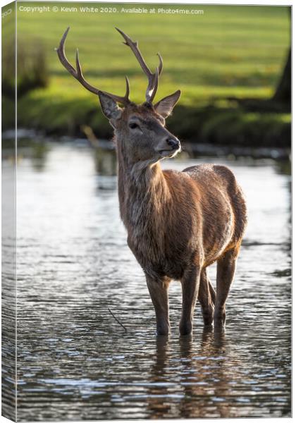 Young Stag Canvas Print by Kevin White