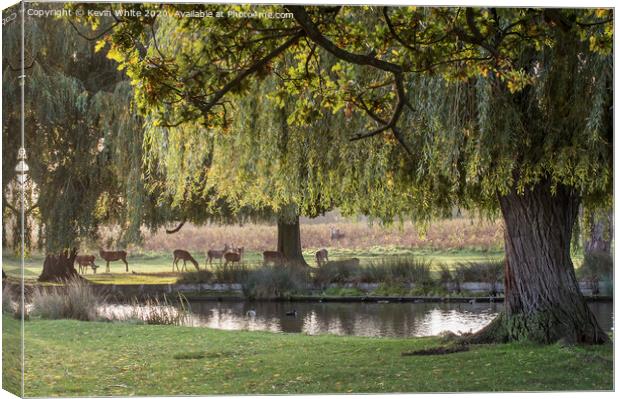 Gathering of Deer Canvas Print by Kevin White