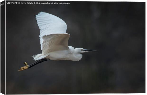 Egret on a mission Canvas Print by Kevin White