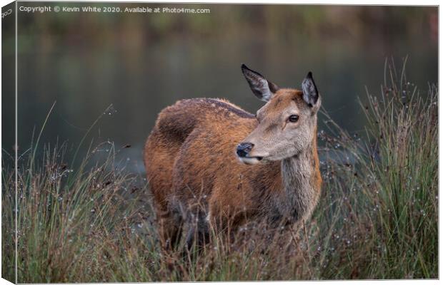 Deer having a rest Canvas Print by Kevin White