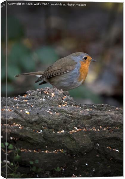 Robin red breast gardeners friend Canvas Print by Kevin White