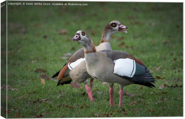 Egyptian geese  Canvas Print by Kevin White