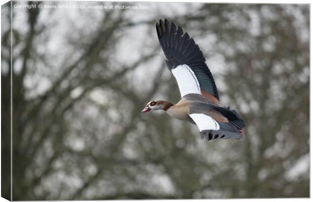 Egyptian goose in flight Canvas Print by Kevin White