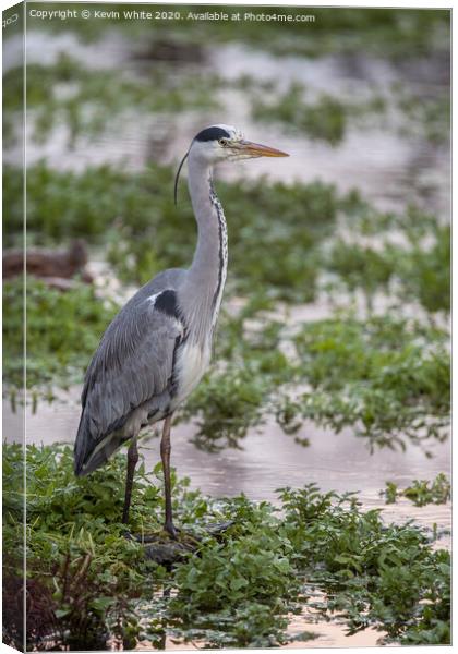 Heron by pond Canvas Print by Kevin White
