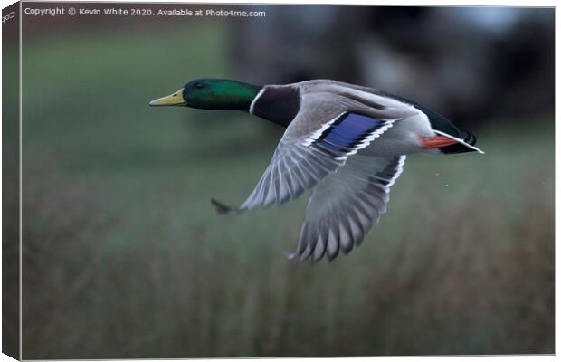 Mallard duck in flight Canvas Print by Kevin White