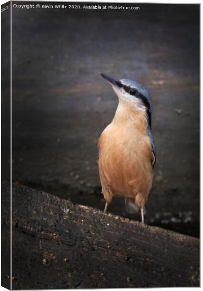 Inquisitive nuthatch Canvas Print by Kevin White