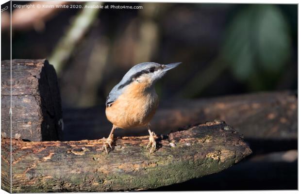 Nuthatch enjoying the winter sunshine Canvas Print by Kevin White