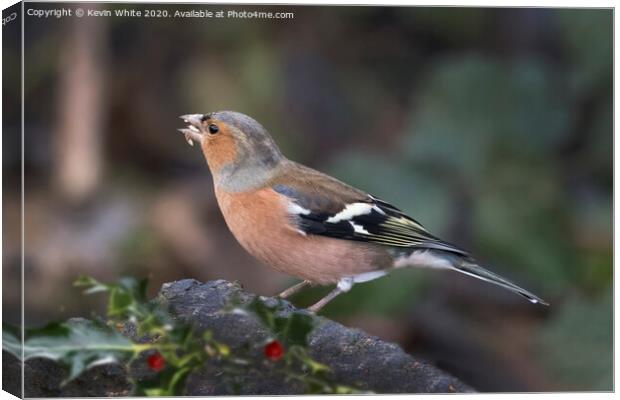 Chaffinch with seeds in beak Canvas Print by Kevin White