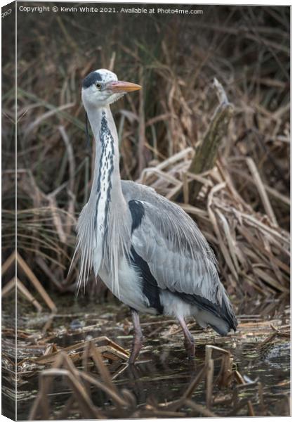 Heron in the reeds Canvas Print by Kevin White