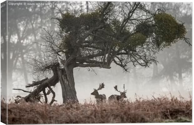 Two Stags Canvas Print by Kevin White