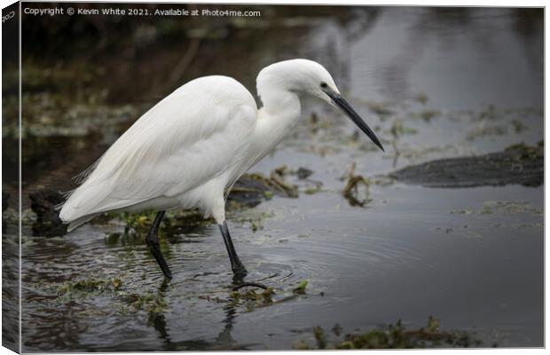 Egret wading through water  Canvas Print by Kevin White