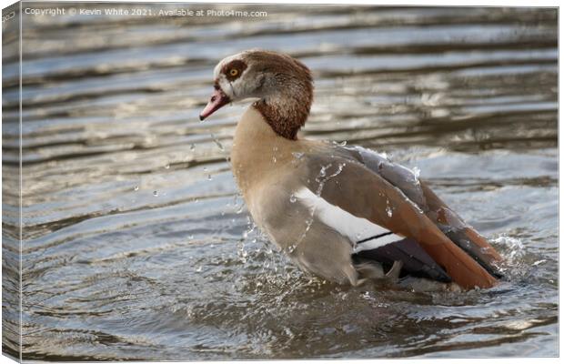 Egyptian goose having a good bath Canvas Print by Kevin White