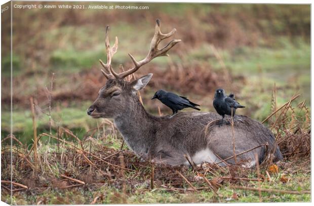 Deer and Jackdaw working together Canvas Print by Kevin White