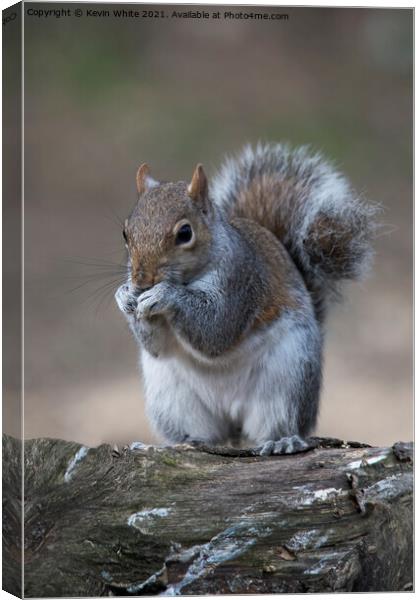 grey squirrel of uk Canvas Print by Kevin White