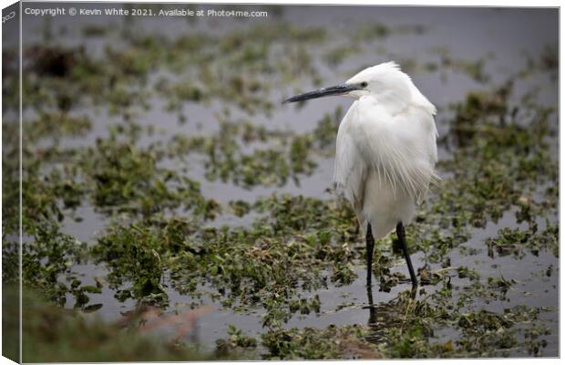 Egret wading around Canvas Print by Kevin White