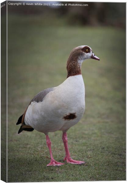 Portrait of an Egyptian goose Canvas Print by Kevin White