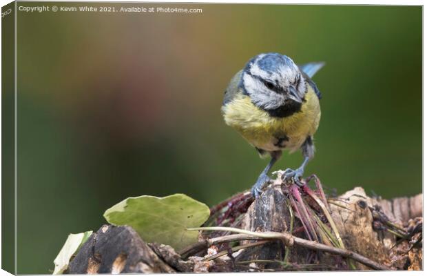 blue tit has spotted something Canvas Print by Kevin White