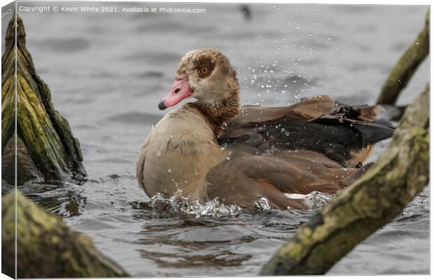 Egyptian goose splashing about Canvas Print by Kevin White