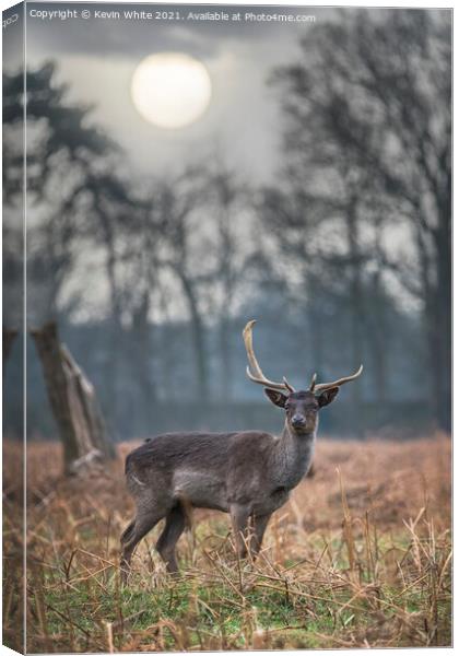 Hazy sunrise with deer Canvas Print by Kevin White