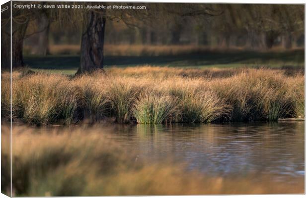 Reed beds Canvas Print by Kevin White