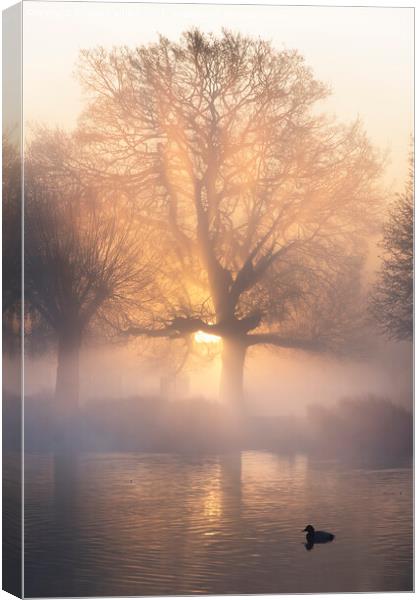 Coot in the morning mist Canvas Print by Kevin White