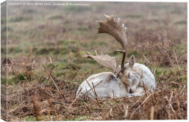 Resting deer Canvas Print by Kevin White