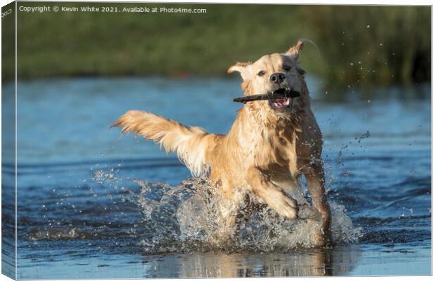Golden retriever splashing about Canvas Print by Kevin White